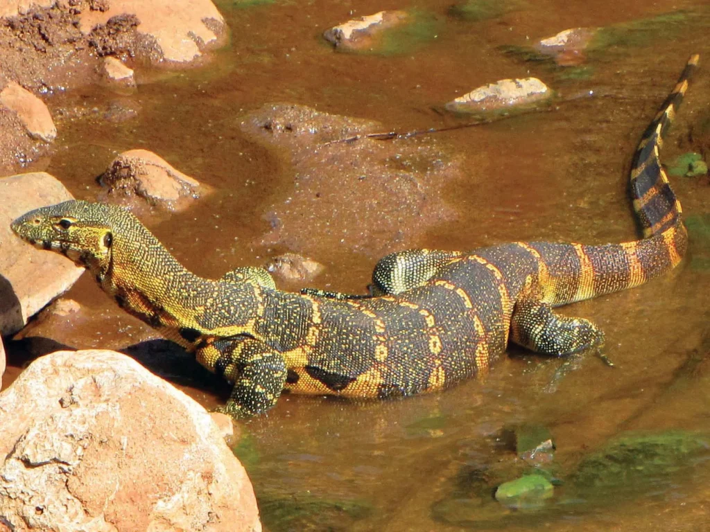 monitor lizard